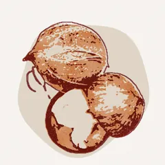 جوز الهند